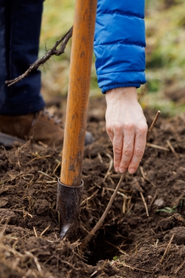 Șefa statului a plantat copaci împreună cu sute de voluntari, în comuna Băcioi  